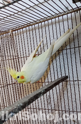 Lutino Cockatiel Red Eye